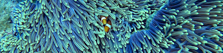 EMS, YOUR OCEAN DATA INTERFACE!